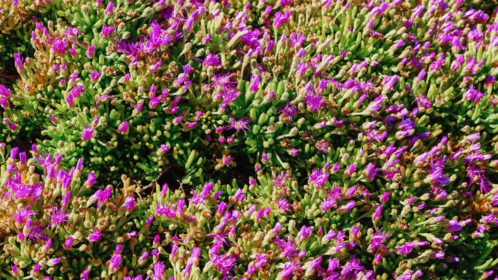 Top View of Purple Flowers on Green Plants