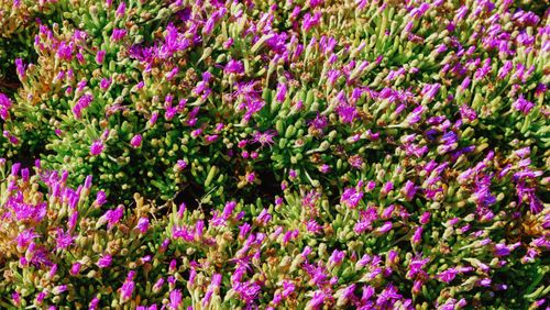 Free Top view of lush, blooming pink flowers showcasing vibrant colors and dense foliage. Stock Photo