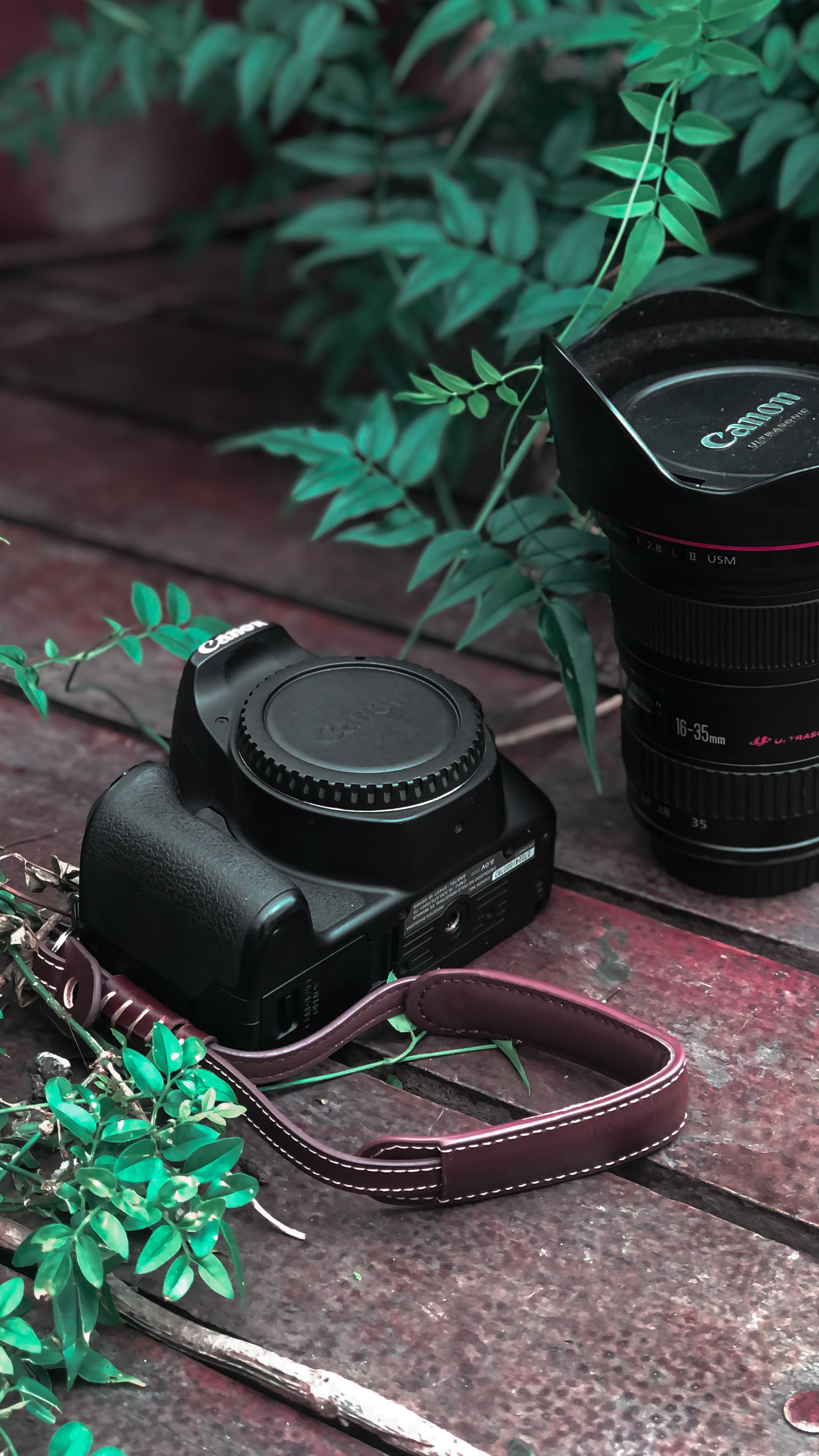 A vintage DSLR camera with a leather strap on a wooden floor surrounded by green leaves.