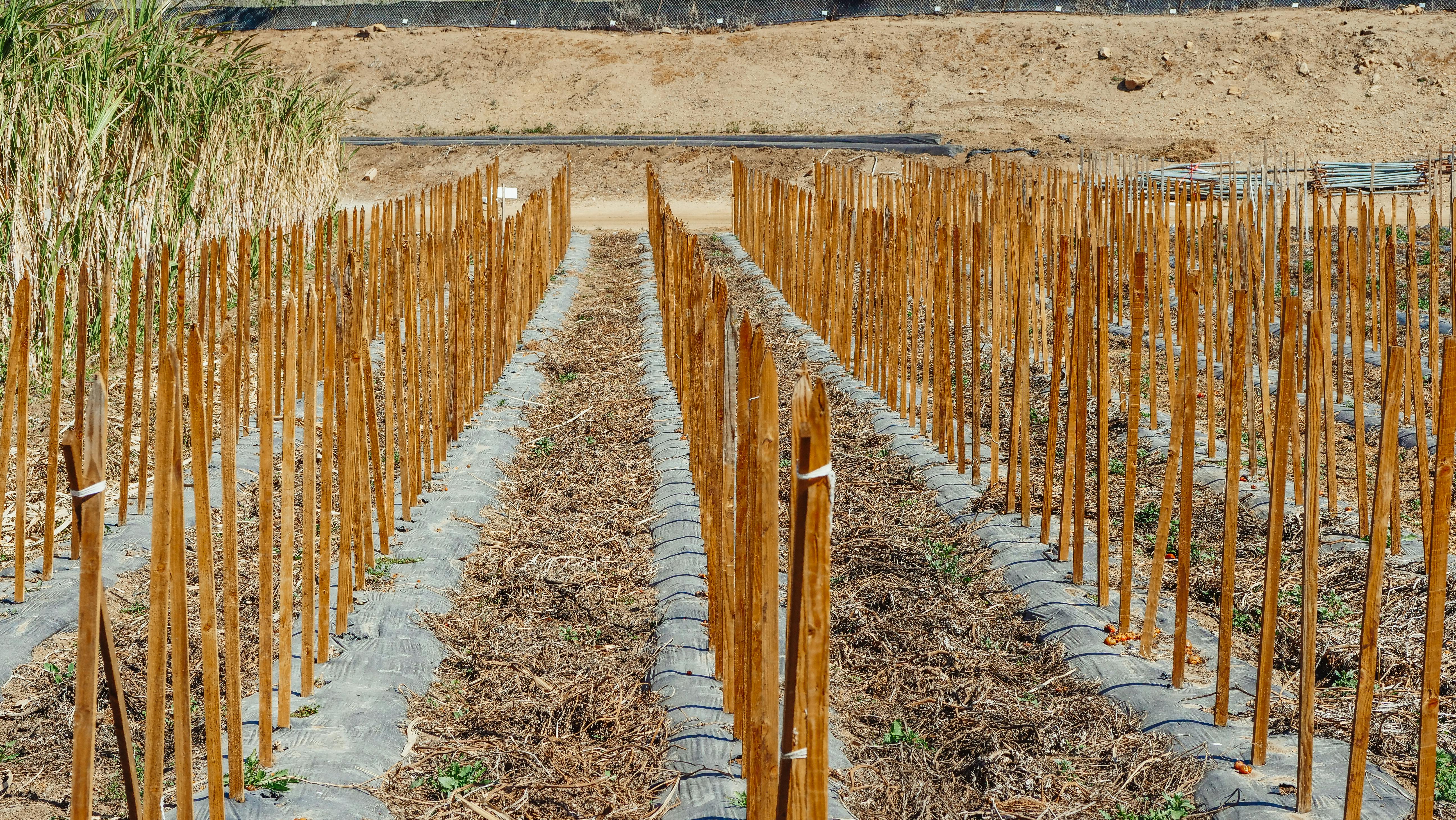 Wooden Sticks on Garden Plots