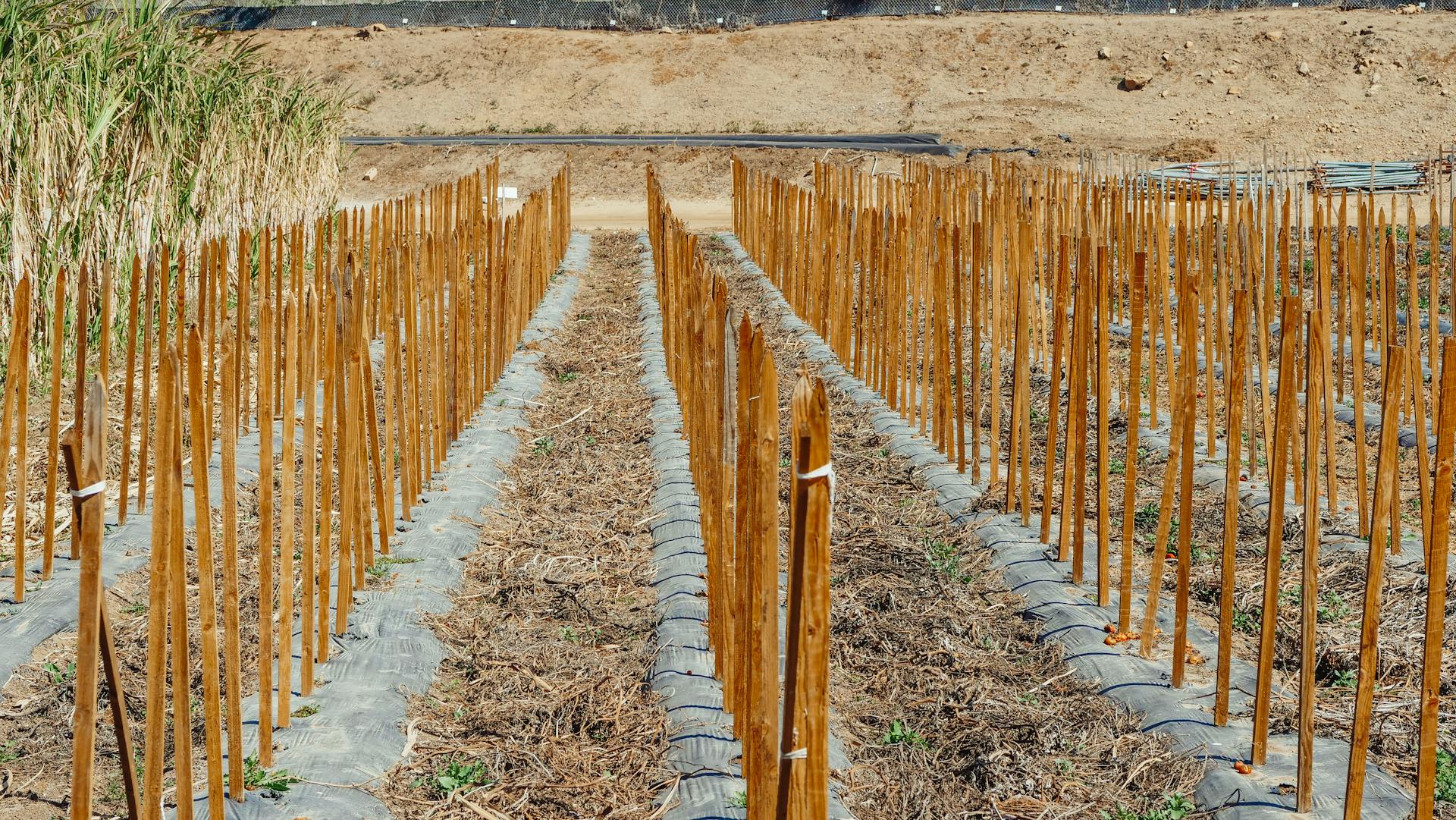 Wooden Sticks on Garden Plots