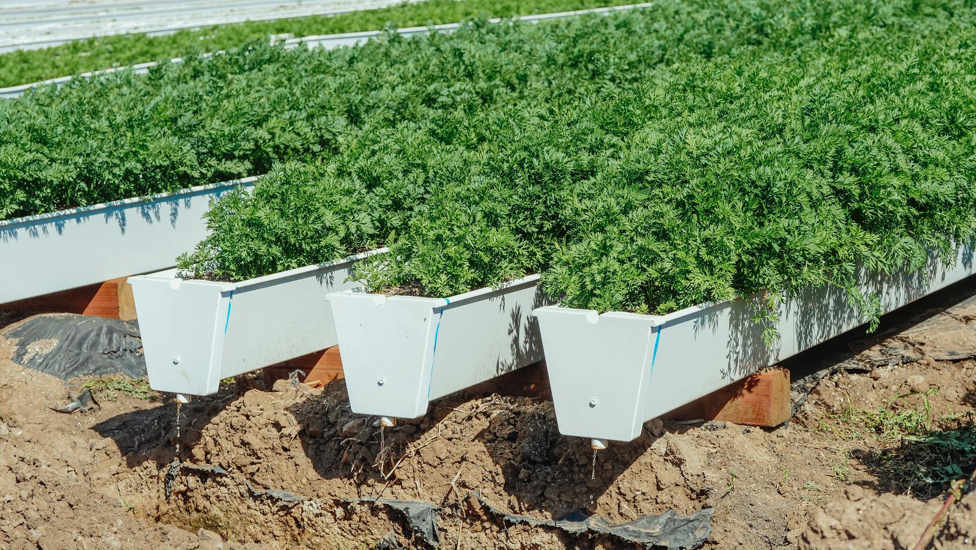 Green Plants in White Planter Boxes