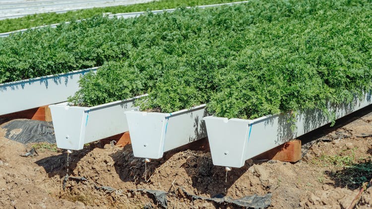 Green Plants In White Planter Boxes