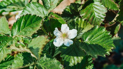 Foto stok gratis berkembang, botani, bunga