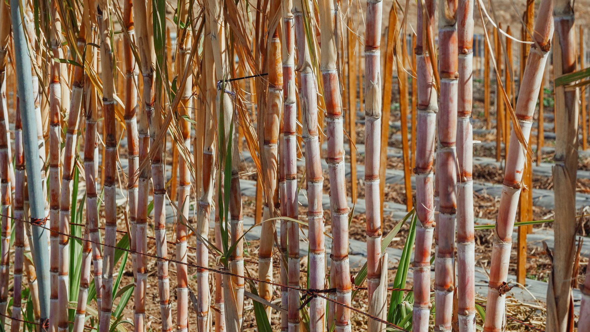 Detailed view of sugar cane stalks in a rural plantation setting.
