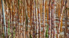 Free stock photo of abstract, agricultural, agriculture