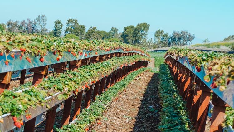 Strawberry Plantation Under Blue Sky