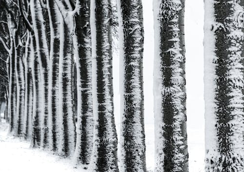 Free Photography of Trees during Winter Stock Photo