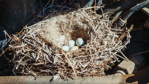 Free Eggs in a Bird Nest Stock Photo