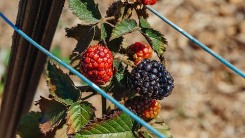 Free Red and Black Berries on a Leafy Plant Stock Photo