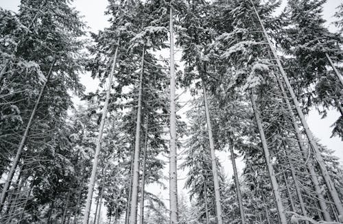 Foto d'estoc gratuïta de a l'aire lliure, alt, arbres