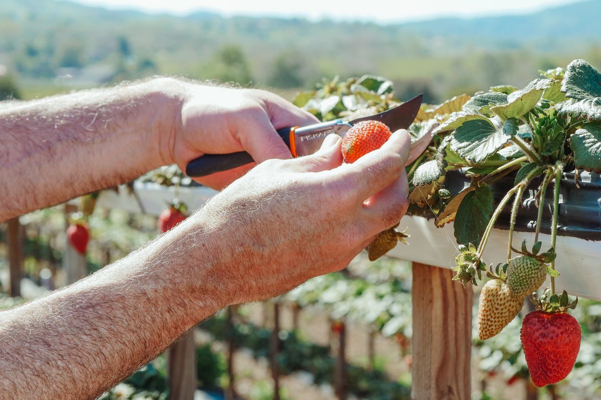 Framboisier : plantation, taille et récolte - Choisir le bon framboisier selon son jardin et ses récoltes