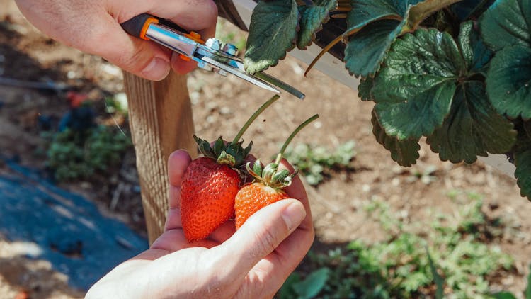 A Person Harvesting Strawberries