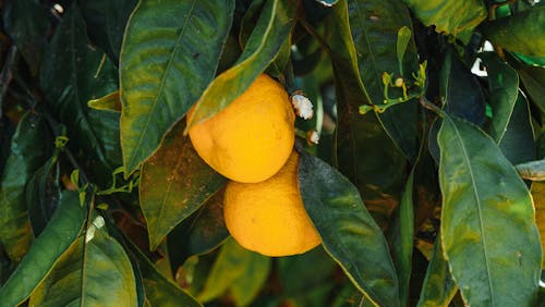 Yellow Citrus Fruits Hanging on Green Leafy Tree