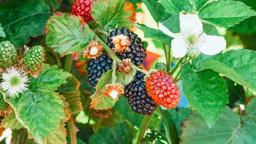 Black and Red Berries on a Leafy Plant with Flowers