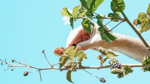 Hand Picking Blackberry Fruit 