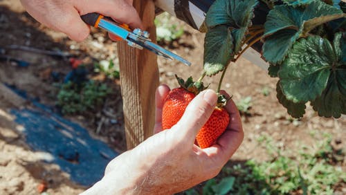 A Close-Up Shot of a Person Harvesting Strawberries