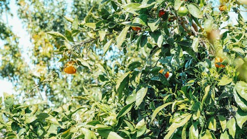 Green and Yellow Lemons Hanging on a Green Leafy Tress