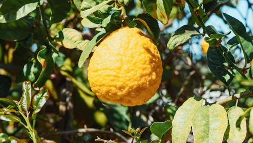 Kostnadsfri bild av citron, citrus-, hälsosam