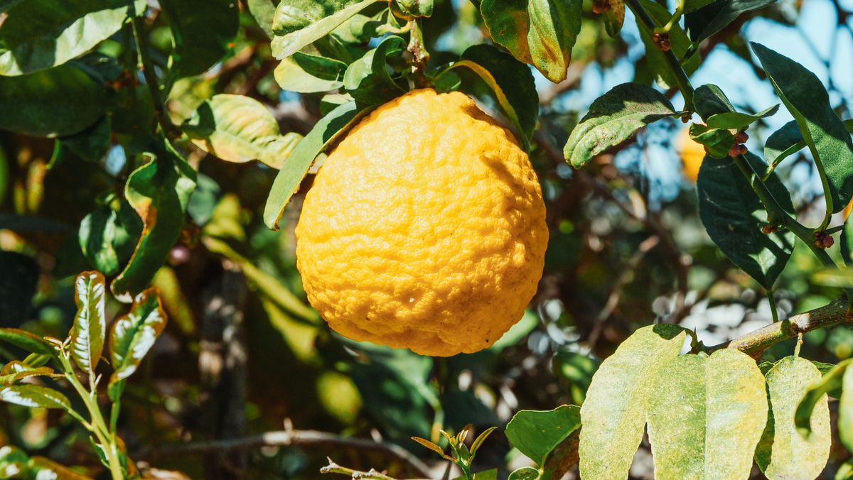 Rough lemon