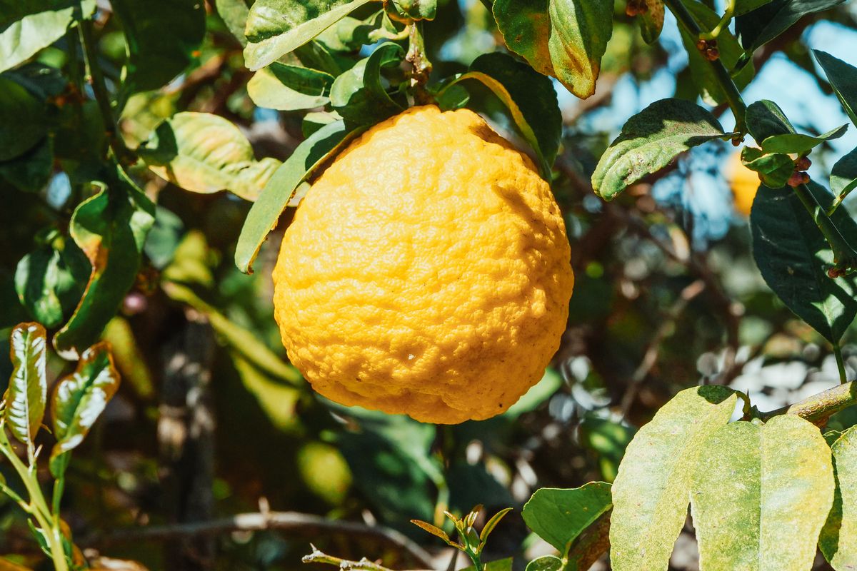 Citron - Le champion de la vitamine C