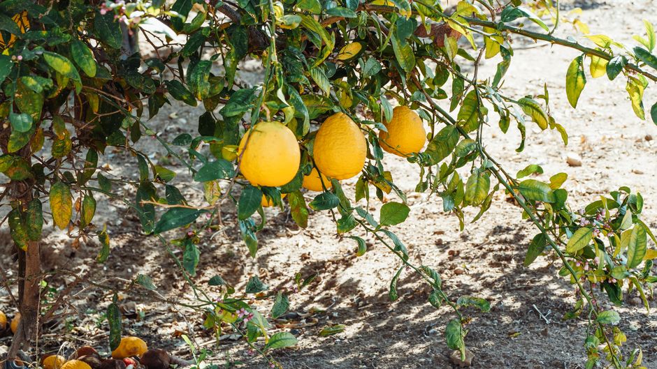 Two things decide whether a lemon tree works: whether the greens vary, and whether the lemons read as forms