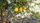 lemon tree