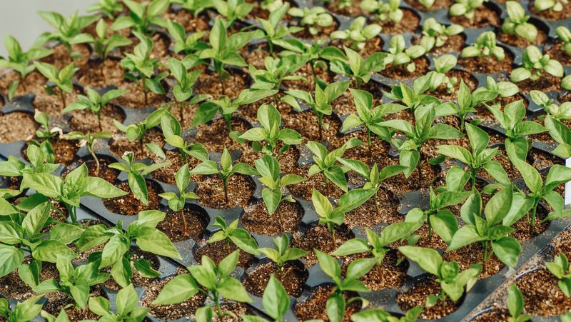 Green seedlings growing in trays representing organic traffic compounding versus paid traffic