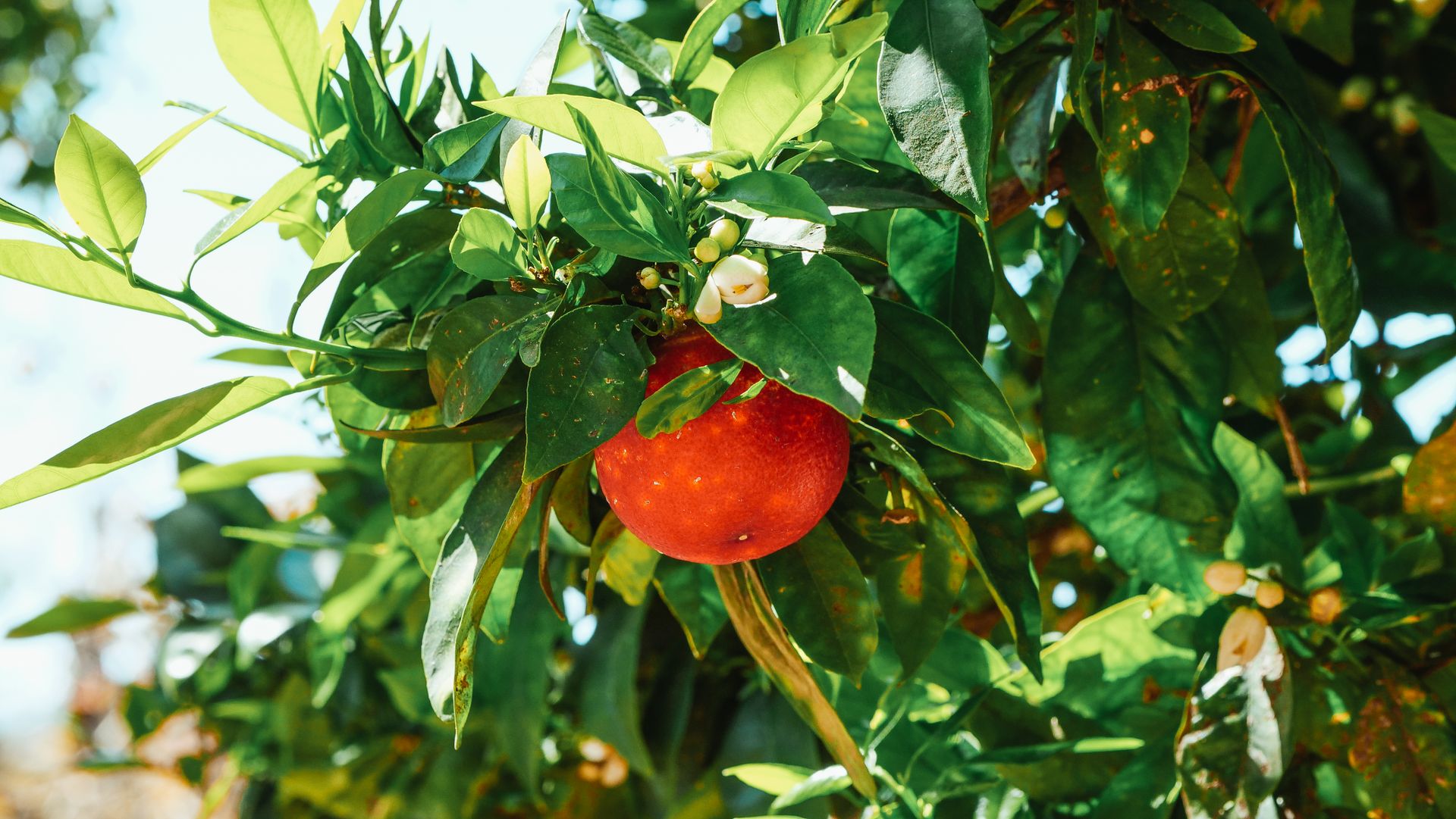 Close-up of a ripe orange on a citrus tree showcasing lush green foliage and bright sunlight.