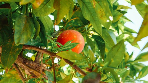 Free Close-Up Shot of a Fresh Orange Fruit Stock Photo