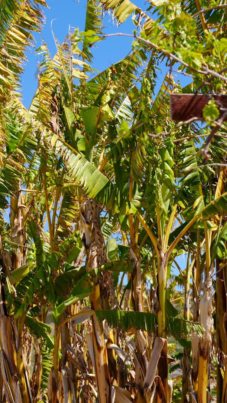 Close-up Of Banana Trees 