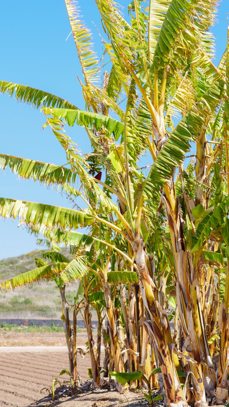 Banana Trees Under The Blue Sky