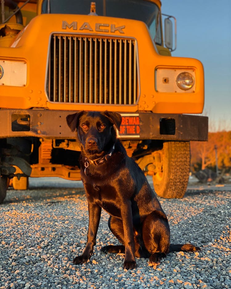 Black Dog Sitting In Front Of A Truck 