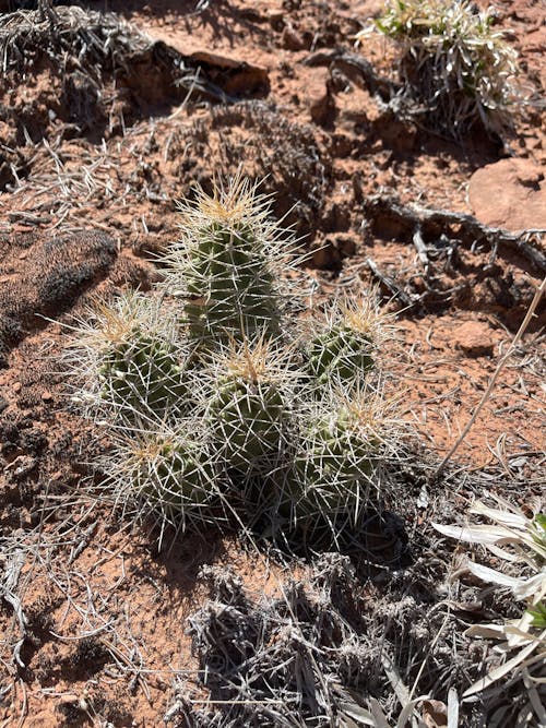 Free stock photo of cactus, desert, desert plants Stock Photo