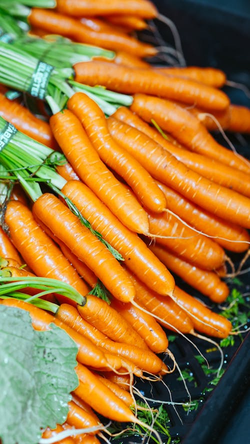 Free Fresh Carrots in the Market  Stock Photo