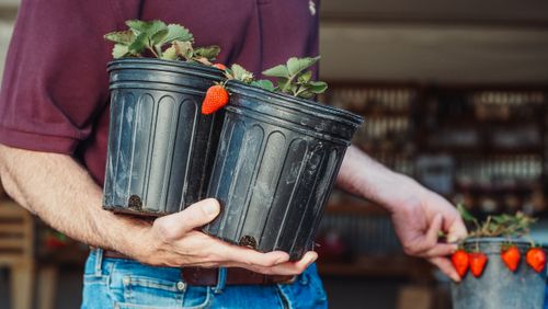 Free Close-up of a person holding potted strawberry plants. Fresh and ready for planting. Stock Photo