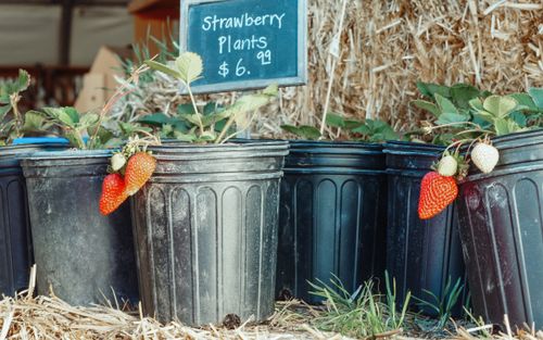 Free Close-up of potted strawberry plants for sale at a market stall, showcasing fresh produce. Stock Photo