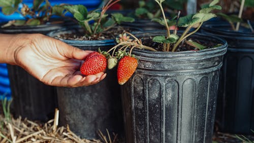 Heatproof Fall Containers: Plants Ready For Late Summer Swelter