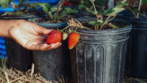 Free Close-up of a hand picking ripe strawberries from potted plants in the garden. Stock Photo
