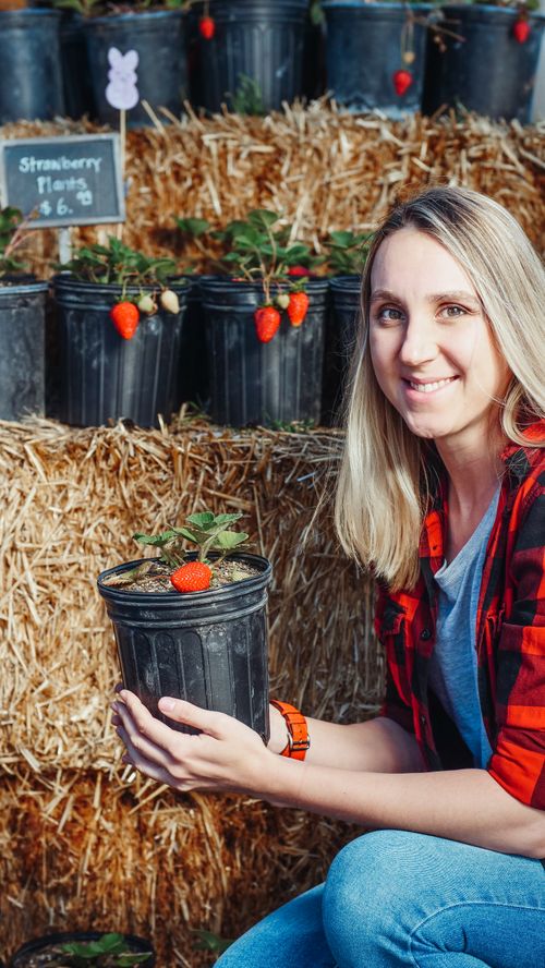 Free Smiling woman holding a potted strawberry plant with hay bales and more plants in the background. Stock Photo