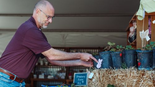 Free An elderly man arranges potted strawberry plants at an indoor market stall. Stock Photo