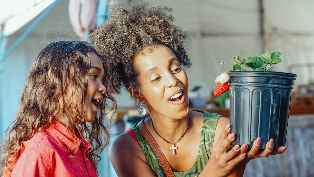 Free People Looking at the Plastic Pot with Strawberry Plant  Stock Photo