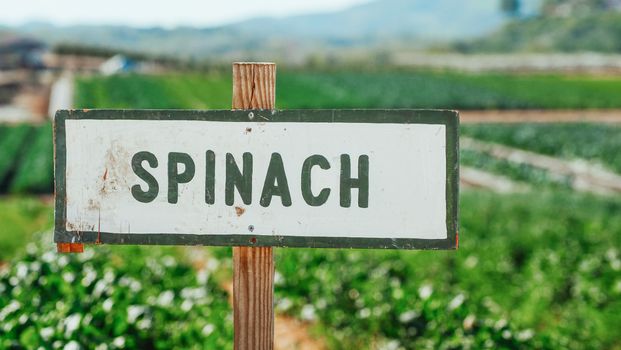 Photo by Kindel Media A wooden sign with 'Spinach' text amidst a lush, green farm landscape, symbolizing organic farming.