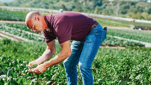 남자, 농부, 농산물의 무료 스톡 사진