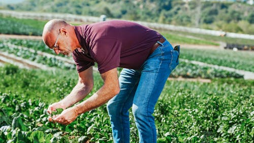 Foto profissional grátis de agricultor, agricultura, espinafre