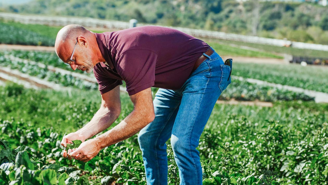 Free Man in Maroon Shirt Harvesting Vegetables Stock Photo