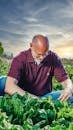 Man in Maroon Polo Shirt Holding Green Vegetable