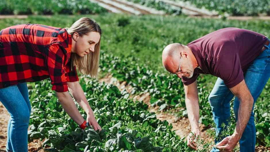 Two farmers harvesting spinach in an outdoor field during the day.