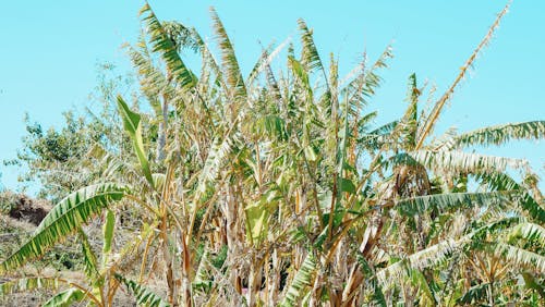 Photo of Banana Trees under Blue Sky