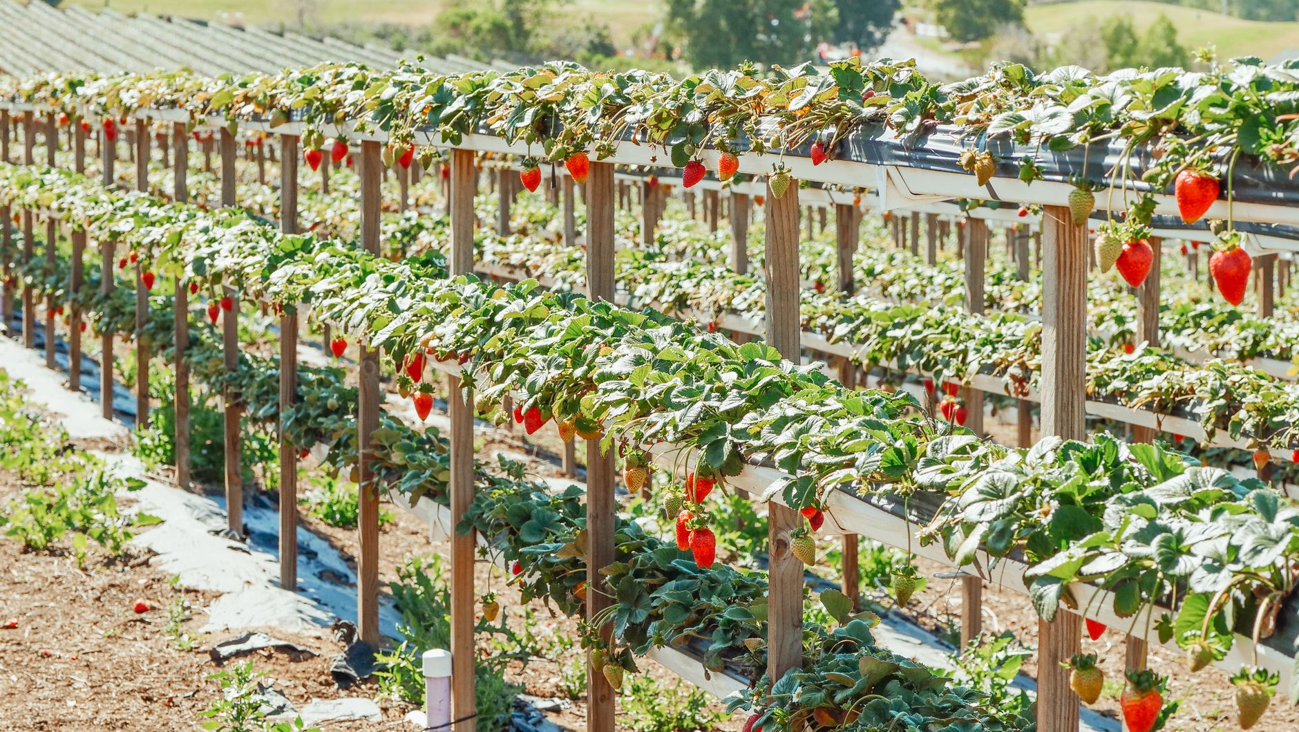 Ministrul Agriculturii confirmă startul lucrărilor în acest an